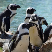 "One Ocean, One Climate, One Future" thumbnail featuring African Penguins