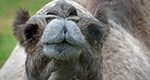 Thumbnail image of Baby, the Dromedary Camel