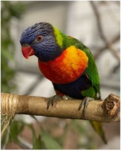 Photo of a rainbow lorikeet on a perch