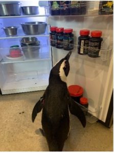 Photo of an African Penguin in front of an open refrigerator