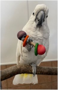 Photo of a white cockatoo standing on a perch and holding an enrichment item
