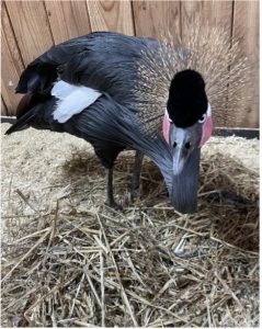 Photo of a west African crowned crane
