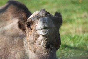 Leena, the Dromedary Camel