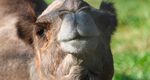 Thumbnail image of Leena, the dromedary camel