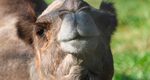 Lehigh Valley Zoo Mourns Loss of Leena, the Dromedary Camel