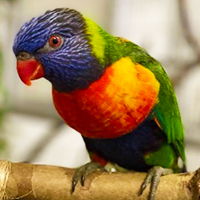 Thumbnail image of a rainbow lorikeet