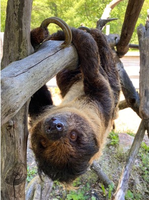 Bean, the Linnaeus' two-toed sloth