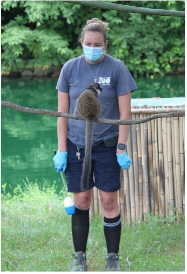 A Lehigh Valley Zoo zookeeper holding a target trainer device and standing in front of a Mongoose Lemur