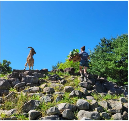 A Lehigh Valley Zoo zookeeper carrying a large box of leafy vegetation up the top of a rocky hill, with an Aoudad standing atop the hill