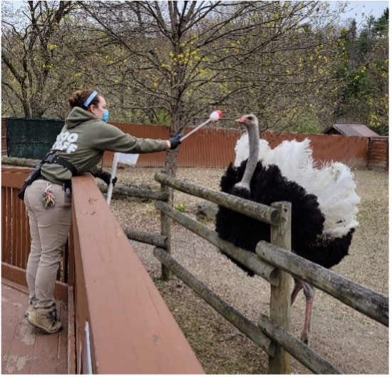 A Lehigh Valley Zoo zookeeper reaching out toward an ostrich while holding a target training device