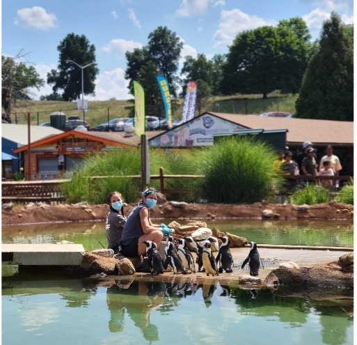 Two Lehigh Valley Zoo zookeepers sitting down with buckets of fish, surrounded by a colony of African Penguins