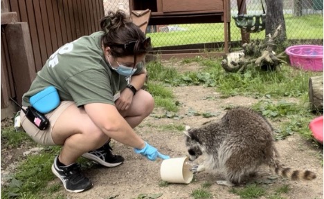 An educator training Meeko the raccoon to recycle