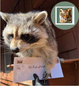 Photo of Meeko the raccoon holding an envelope with a Save Vanishing Species US postage stamp on it.