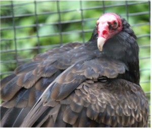 Ratmo the Turkey Vulture