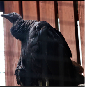 Morticia the Black Vulture