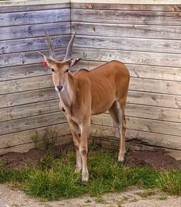 Code, the Common Eland, in his new habitat
