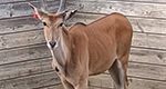 Lehigh Valley Zoo Welcomes ‘Code’, a Common Eland