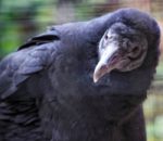 International Vulture Awareness Day