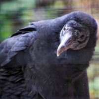 Thumbnail image of a Black Vulture for International Vulture Awareness Day blog post
