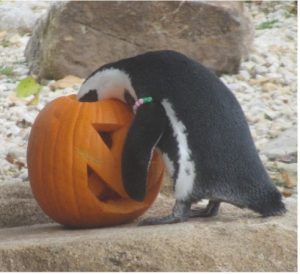 An African Penguin putting its head into a pumpkin