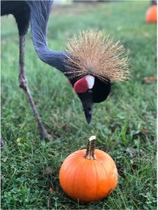 African Crowned Crane looking at a pumpkin