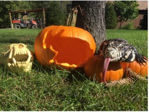 Black and white Tegu hanging out with pumpkins