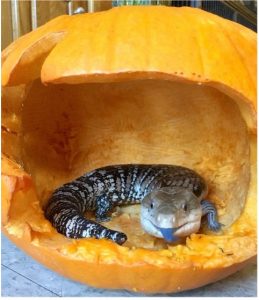 A blue tongued skink inside a pumpkin