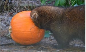A fisher poking its head into a pumpkin