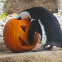 Thumbnail image for "Oh My Gourd…It’s Pumpkin Season!" blog post