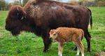 Bison Calf Born on Trexler Nature Preserve