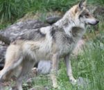 Howling for Wolves