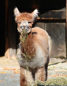 Six-year-old alpaca "Havoc"