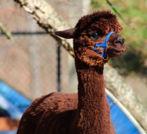 Four-year-old alpaca "Illuminati"