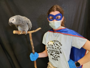 Photo of conservation educator Cassidy wearing a superhero outfit while posing with an African Grey parrot