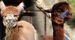 Thumbnail image featuring two alpacas new to Lehigh Valley Zoo