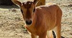 Another Scimitar-Horned Oryx Calf Born at LV Zoo
