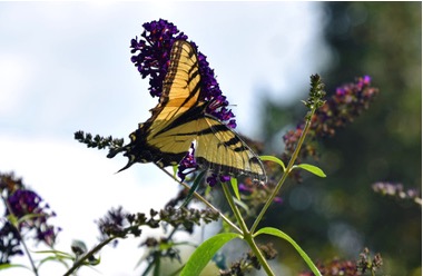 Photo of a yellow swallowtail butterfly resting on the flowers of a butterfly bush