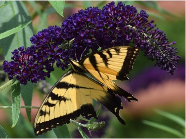 Photo of a yellow swallowtail butterfly resting on the flowers of a butterfly bush