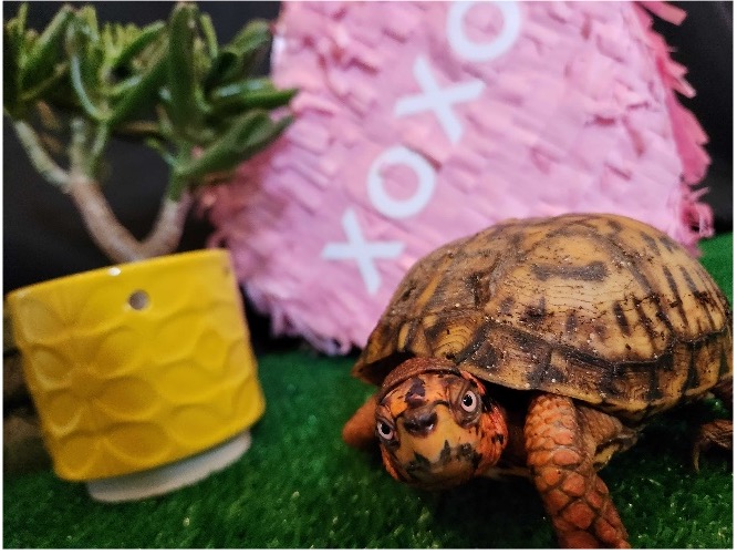 A pond turtle in front of a heart-shaped piñata with the text XOXO