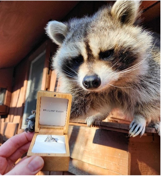 Meeko the raccoon being presented with a diamond ring in a box