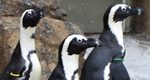 LV Zoo Welcomes Three New African Penguins to Colony