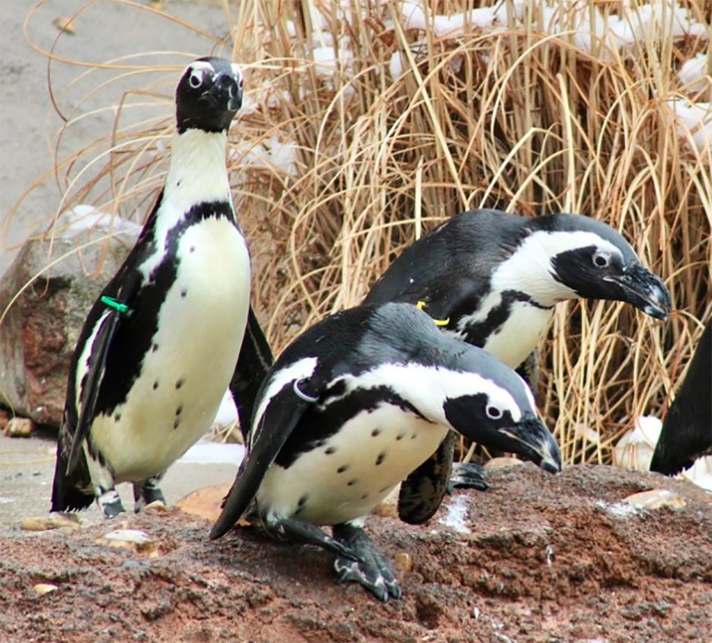 3 African Penguins prepare to dive into their pond - From left to right: Lumiere, Cogsworth, LeFou