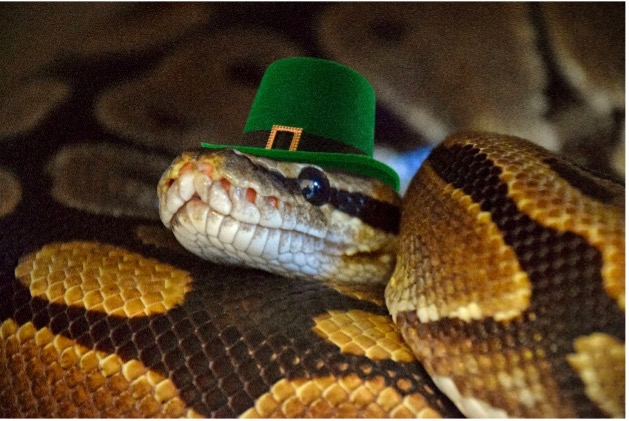Photomanipulation of snake wearing a tophat