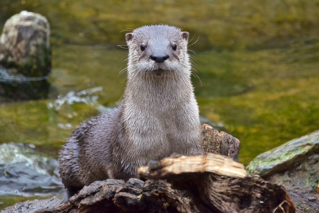Piper, the North American River Otter. Photo courtesy of The Maryland Zoo.