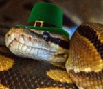 Shamrocks, Shenanigans, and… Snakes?