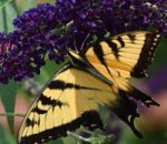 The Butterfly Effect