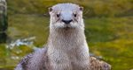 River Otter Piper Joins Luani in Lehigh Valley Zoo Otter Habitat