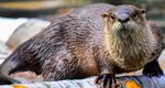 LV Zoo Welcomes Piper, North American River Otter