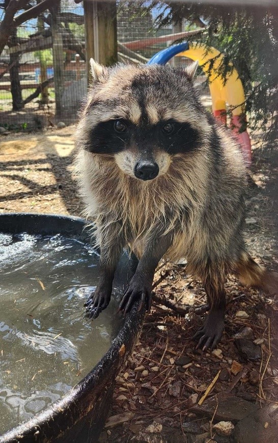 Photo of Titan the raccoon dipping his foot into a small pool