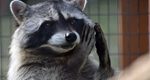LVZoo Mourns the Loss of Titan, 12-Year-Old Raccoon